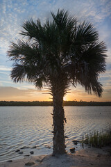 Palm Tree on the Inter Coastal Waterway at sunset 