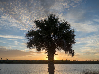 Palm Tree on the Inter Coastal Waterway at sunset 
