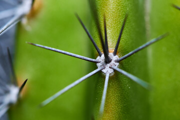 cactus close up
