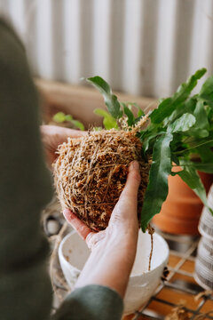 Woman Kokedama Planting