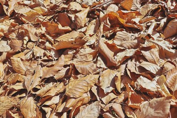 dry leaves background