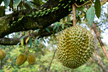 Monthong durian on the branch ready to harvest, product for export, the best fruit in Chanthaburi, Thailand, agriculture concept with copy space 