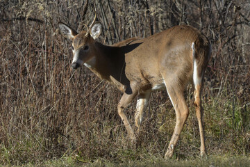 Immature white-tailed buck with one antler in profile.