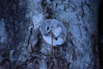 北海道にいるモモンガ