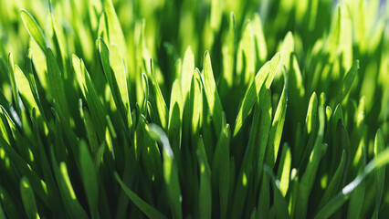 Fototapeta na wymiar Closeup nature view of spring green grass backround lawn natural. leaf in sunlight, image of purity and freshness of nature, copy space. macro. shallow DOF. ecology, fresh wallpaper concept.