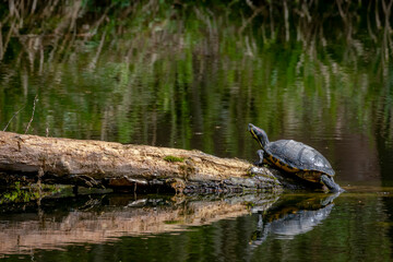 turtle in the pond