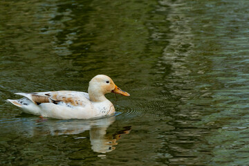 duck on the water