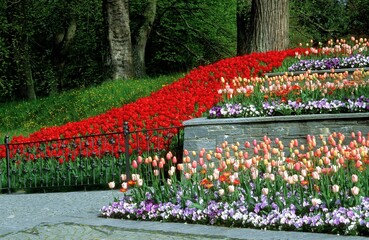 Tulip blossom, Mainau Island, Baden-Württemberg, Germany
The flower island in Lake Constance