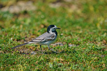 White Wagtail (Motacilla alba) perched on grass