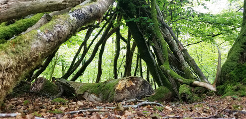 Cabane en forêt abandonnée en cours de construction