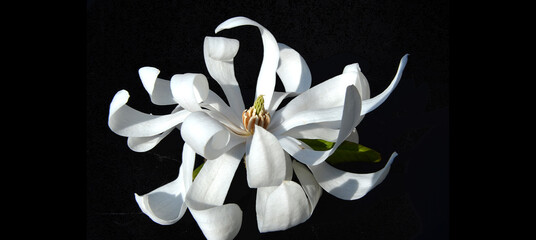 beautiful white spring flowers – magnolias with black background 
