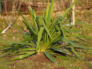 photo of a garden plant named yucca. It has green leaves and has just been freshly transplanted