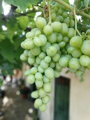 Uvas
