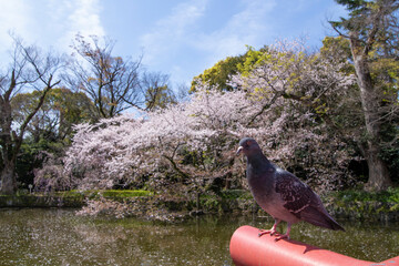桜と鳩