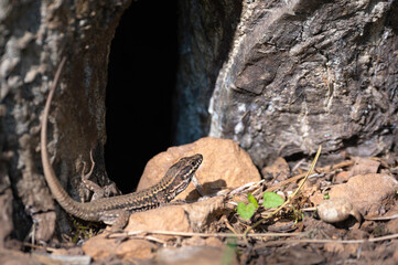 Podarcis muralis - Common Wall Lizard - Lézard des murailles