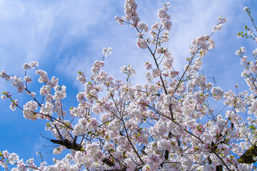 さくらと空
