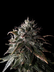 Blooming cannabis bud with glandular trichomes and brown stigmas. Fresh CBD marijuana plant isolated on black background. Herbal medicine layout. Hemp recreation, micro growing concept.