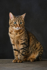 Portrait of a sitting cat on a dark gray background. Selective focus