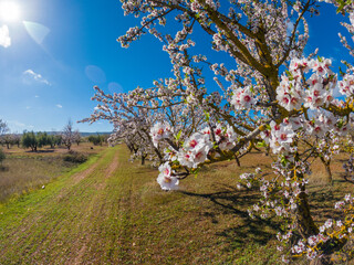 Almond blossoms in the beginning of the spring in Andalusia, Spain