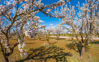 Almond blossoms in the beginning of the spring in Andalusia, Spain