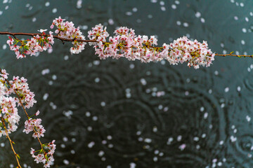 SAKURA, Cherry blossoms 