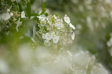 Flora of Gran Canaria -  Convolvulus floridus, plant endemic to Canary Islands, natural macro floral background
