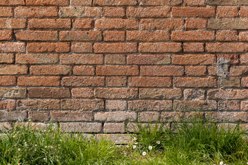 Red brick clay wall with green grass and white flowers on a sunny summer day. Old wall texture, Italian architecture.