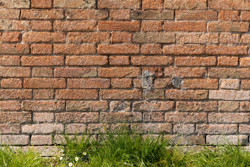 Red brick clay wall with green grass and white flowers on a sunny summer day. Old wall texture, Italian architecture.
