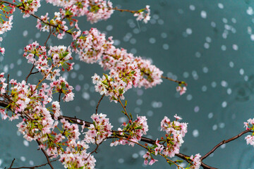 SAKURA, Cherry blossoms 