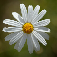 Flora of Gran Canaria -  Argyranthemum, marguerite daisy endemic to the Canary Islands

