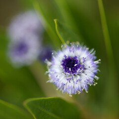 Flora of Gran Canaria -  small pale blue flowers of Globularia ascanii, 
globe daisy endemic to the island, natural macro floral background
