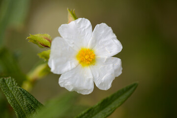 Obraz premium Flora of Gran Canaria - Cistus grancanariae, rock rose endemic to the island, natural macro floral background 
