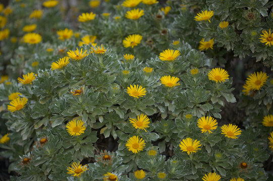 Flora of Fuerteventura - Asteriscus sericeus, the Canary Island daisy, silky silver leaves natural macro floral background
