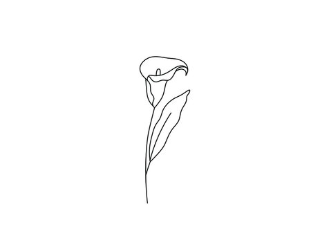 Vector isolated single pretty alcatraz flower blossom colorless black and white contour line drawing