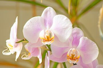 Fototapeta na wymiar Close-up of orchids with beautiful white and purple petals