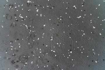 SAKURA, Cherry blossoms 