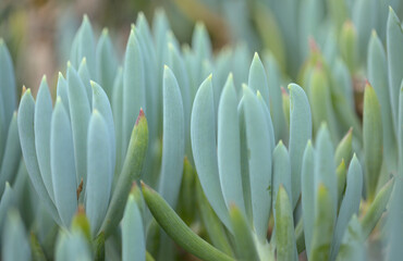Curio repens aga blue finger plant attractive succulent leaves natural macro floral background