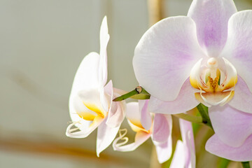 Naklejka na ściany i meble Close-up of orchids with beautiful white and purple petals