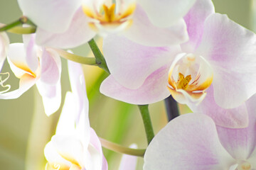 Fototapeta na wymiar Close-up of orchids with beautiful white and purple petals