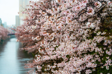 SAKURA, Cherry blossoms 