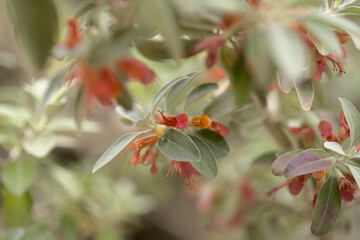 Flora of Gran Canaria - flowering Teucrium heterophyllum, species of  germander endemic to Macaronesia natural macro floral background
