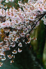 SAKURA, Cherry blossoms 