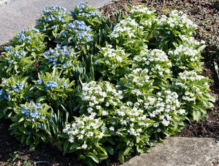 Nuages de fleurs de myosotis ou ne m'oublie pas à pétales bleu et blanc, oeil jaune ou blanc dans...