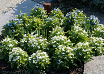 Fototapeta premium Nuages de fleurs de myosotis ou ne m'oublie pas à pétales bleu et blanc, oeil jaune ou blanc dans un feuillage gris-vert, oval, duveteux et touffu