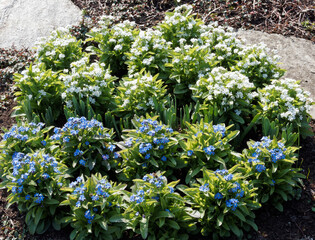Myosotis sylvatica | Myosotis des jardins ou oreille de souris à fleurs à pétales bleu et blanc...