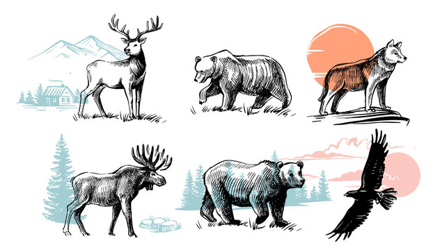 Wild animals drawing. Wolf deer and bear