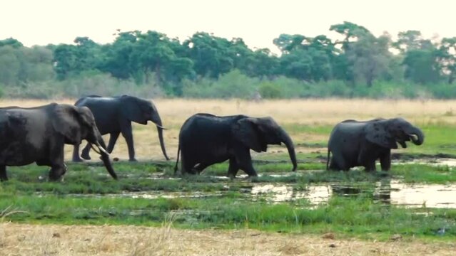 elephants grazing in the okawango delta, in some marshes