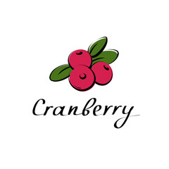 Cranberry hand drawn illustration on white background. Vector illustration of berries