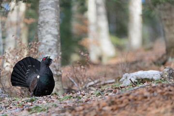 In the woodland, the Western capercaillie male in wedding parade (Tetrao urogallus)