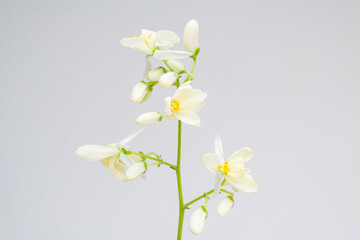 Open Moringa Flower